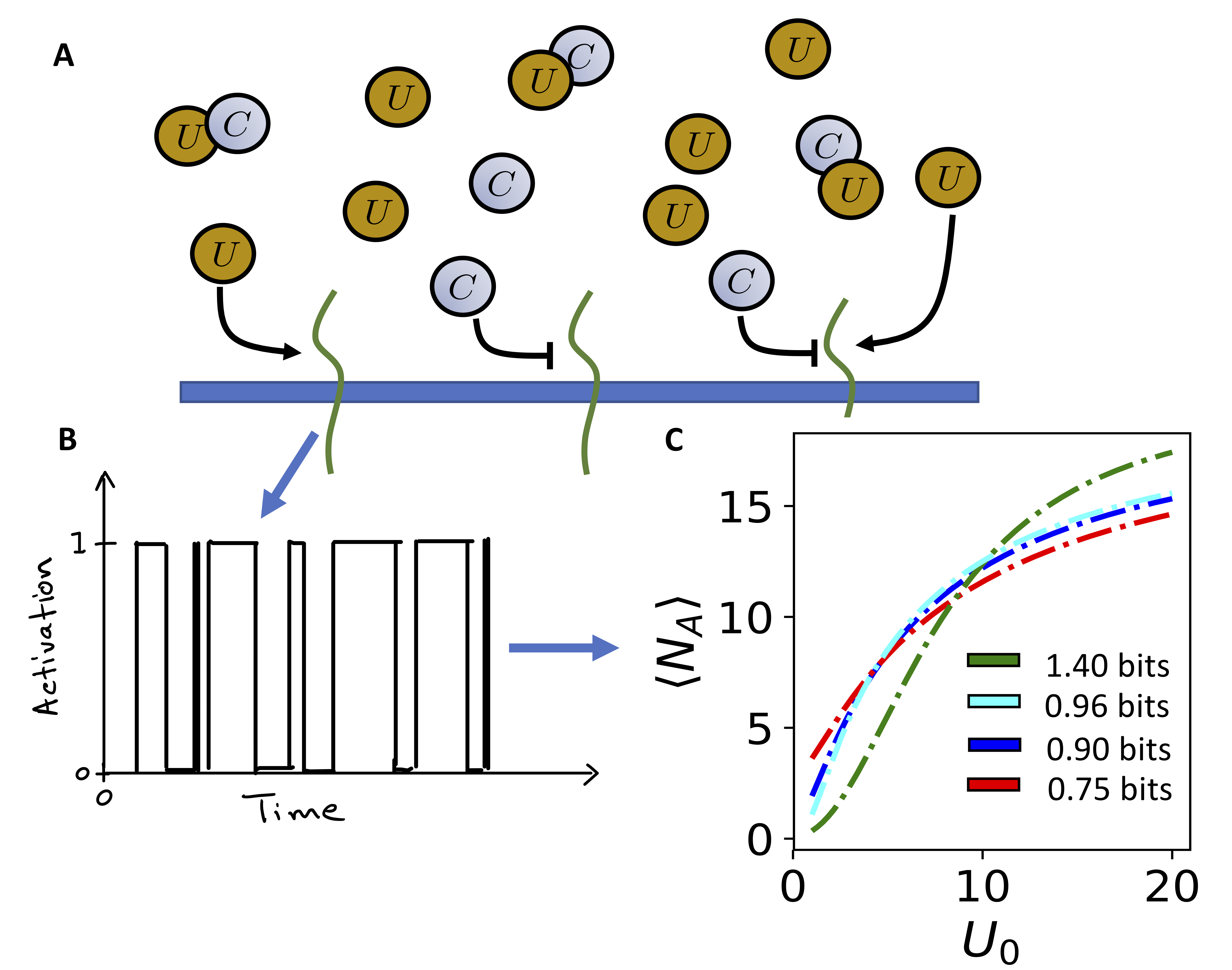 Systems Biology of Proteostasis and the Unfolded Protein Response ...